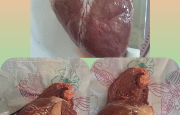 زیست‌پژوهی در عمل