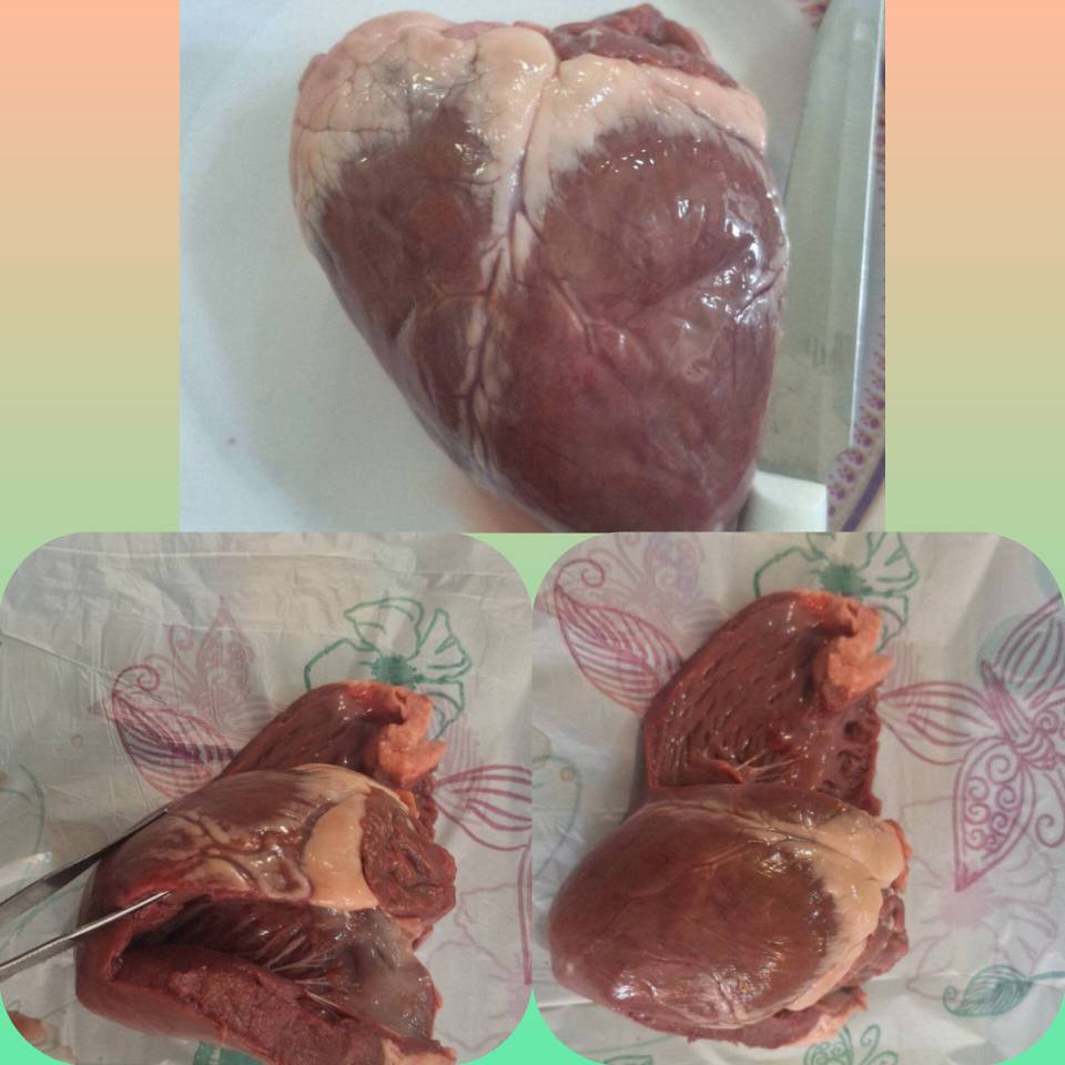 زیست‌پژوهی در عمل